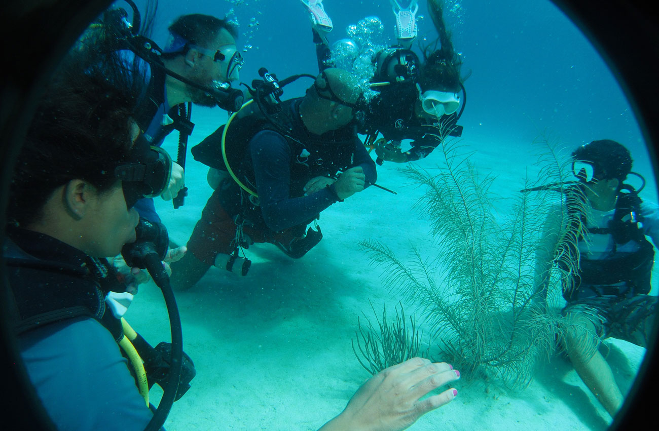 Moana-openwater-buceo-interior